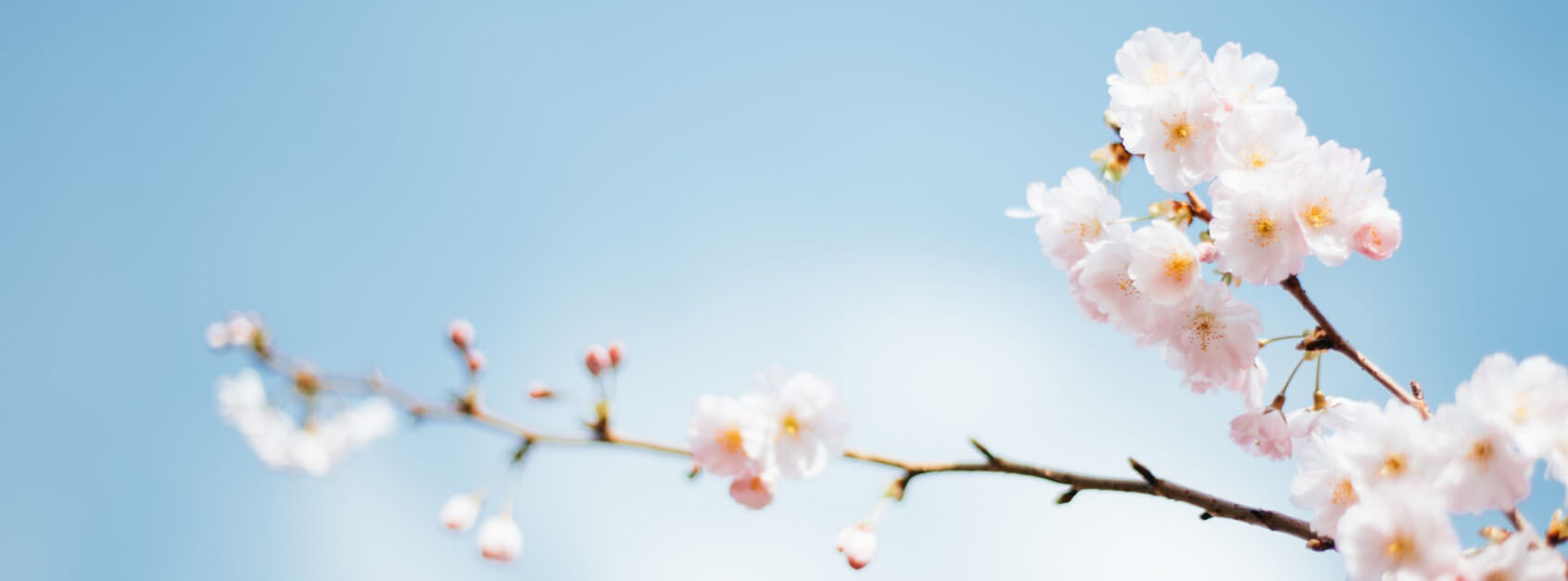 秋蕊